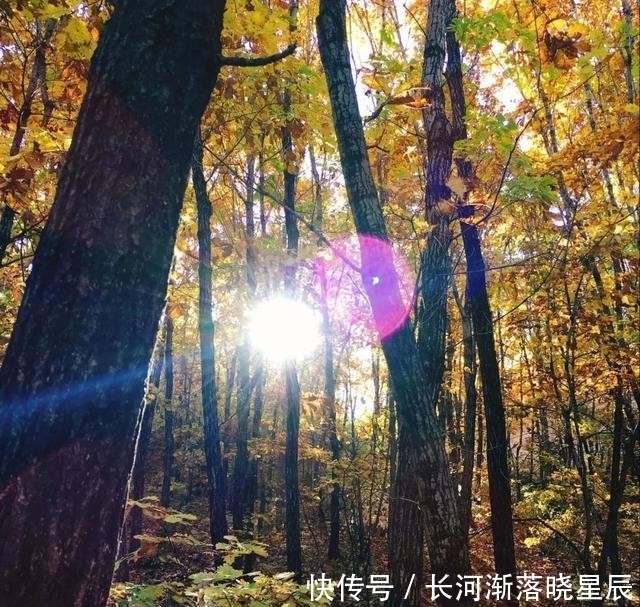 未有|「细雨生寒未有霜」初冬暖阳，岁月沉香