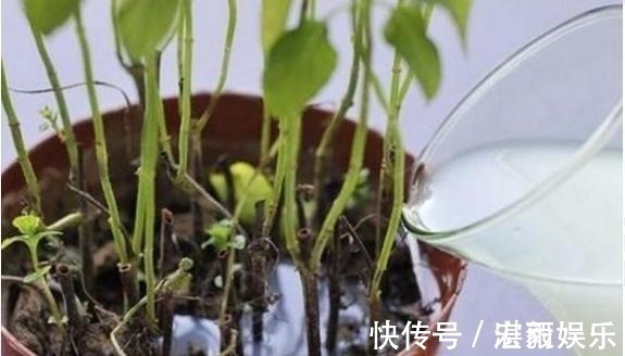 发酵|3种水直接浇花,是毒水,浇下去花卉黄叶、烂根都来了