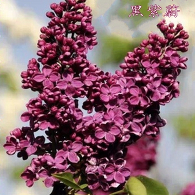 建议家里不管多大,5种花卉盆栽必须有,不怕冻,满屋子飘香