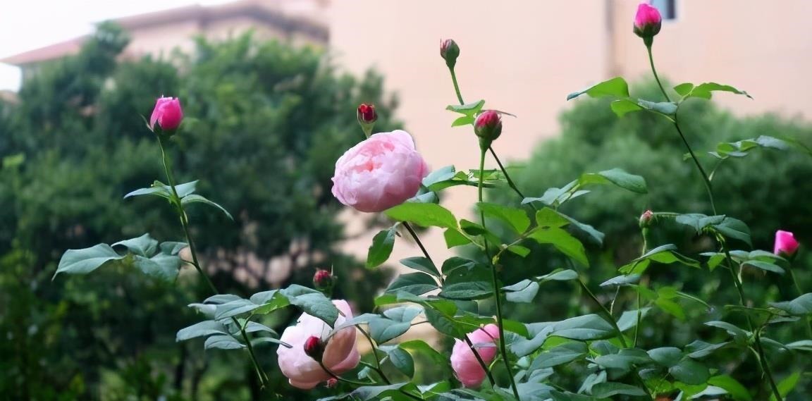 月季这样养，叶子一直绿油油的，满头花苞，美不胜收