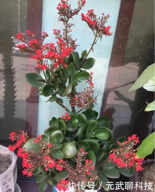 放大|养这三种花,盆越小,开的花越多,放大盆还容易死