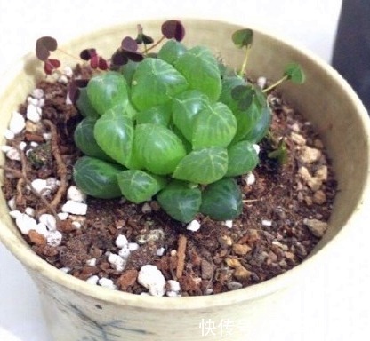 别人家和我家“多肉”对比图,能养得“丑”出境界的,真是辛苦了