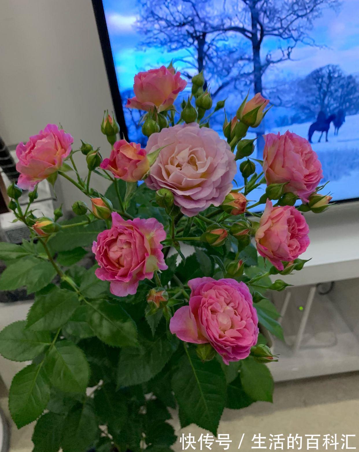 花友|阳台盆栽新宠，花朵美又香，丰花勤花，冬天也有花看