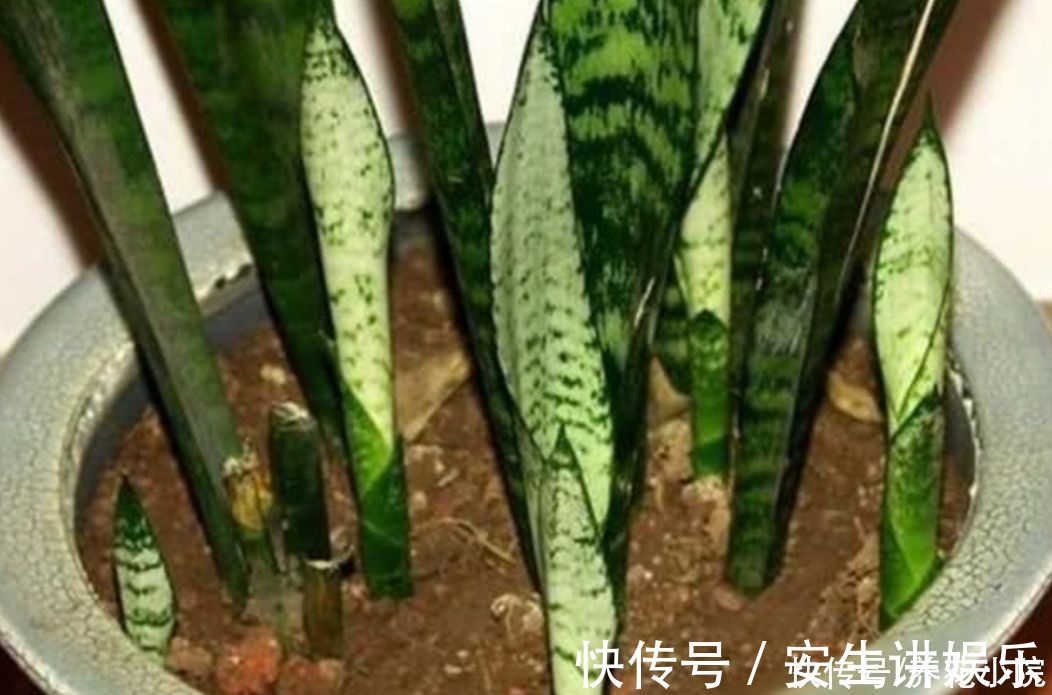 养分|虎皮兰爱喝“3种水”,经常用它浇一浇,不断冒新芽