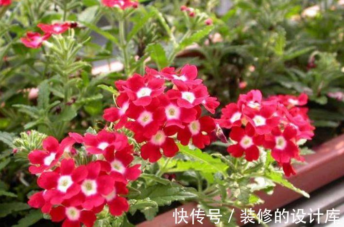 长寿花|大暑过后家里阳台养此款花,花型独特,粉嫩丰腴,独自绽放美丽