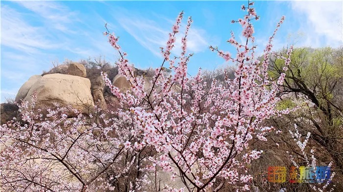 万亩桃花！北京这个地方已经美出天际了，假期去正好！