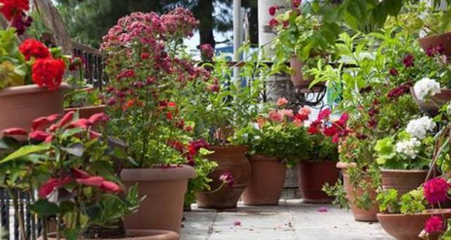 养花发酵肥水时间太久，教你1个“小技巧”，20多天就能用