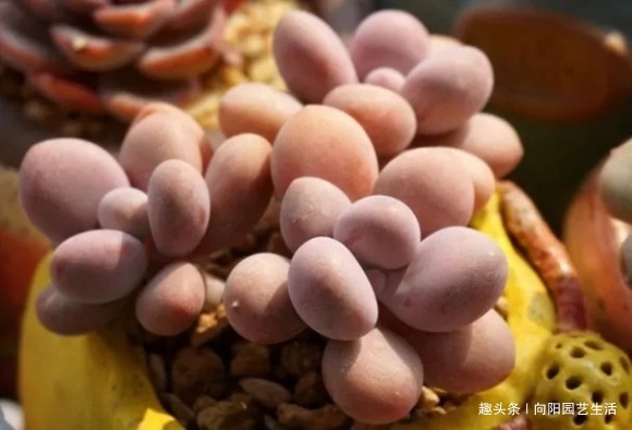 夏天多肉很便宜，不要“乱买”，温度高服盆慢，买回家养不活