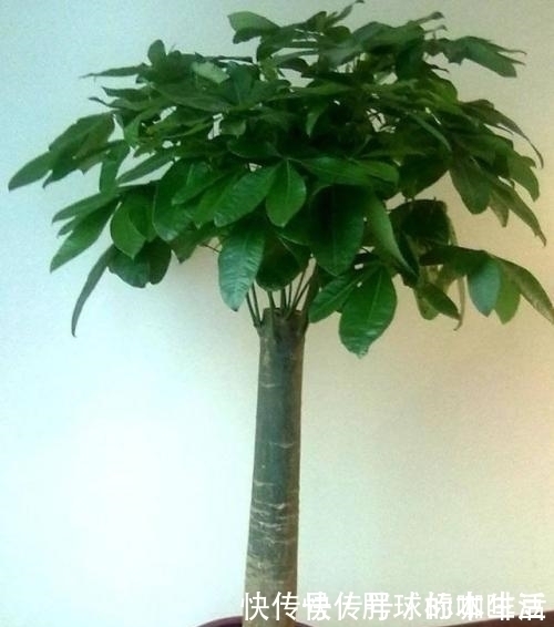 水分|给发财树浇水,记两关键,十年不烂根,叶片油亮亮,越来越旺盛!