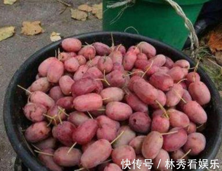 走红|院子里别养无花果树了，一果树新品种走红，栽越多越好