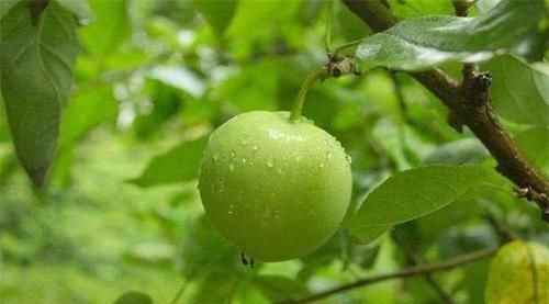 人到中年想长寿，多吃三种食物，排毒消脂，补水润肤，早吃早好