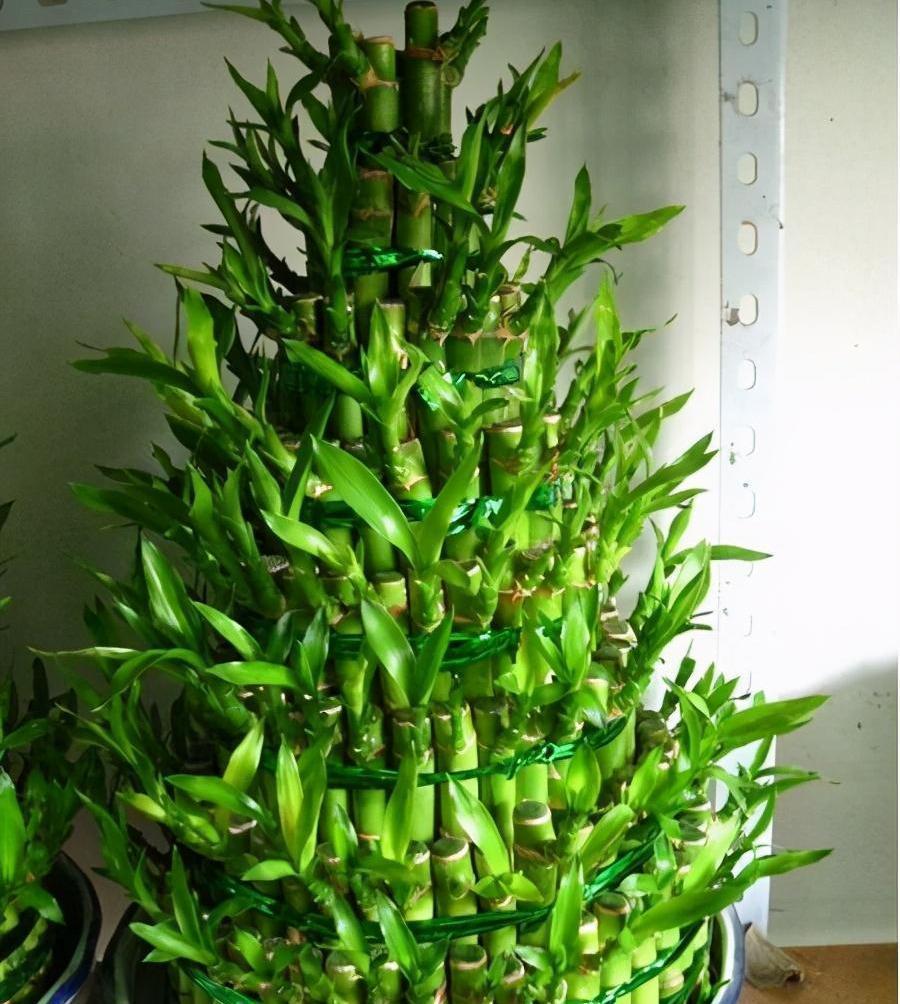 卫生间养三耐阴花,清新空气易疯长,让室内更有生机