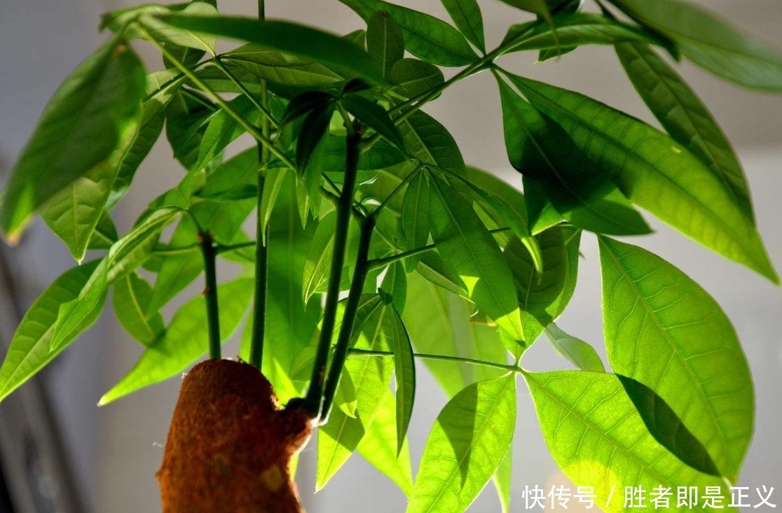 发财树冬天过冬有3怕,避开就能安全过冬!四季常绿净化空气