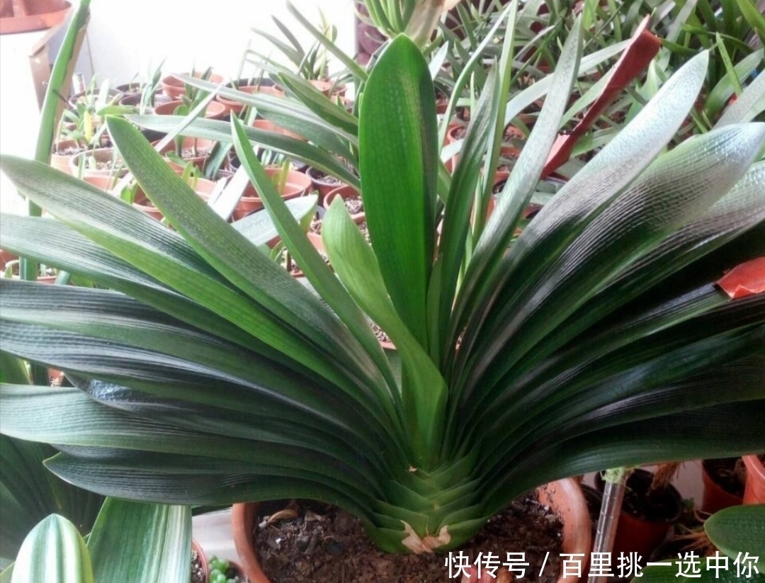 养君子兰,夏天不能做3件事,不然易烂根黄叶