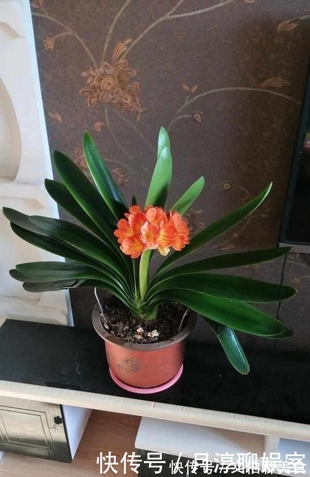 养护|养护君子兰有小技巧,您得给它照一照,全年可开花,不踩雷