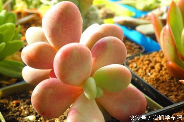 多肉植物里的“六大美人”,我家养了几棵,有些确实难养!