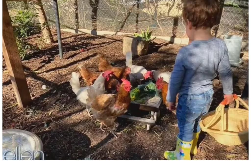 凯特亮相皇家综艺表演惊艳全场,梅根在街头学猫叫用奶瓶喝牛奶