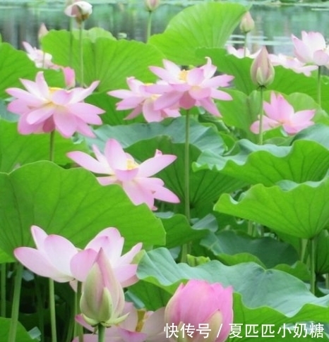 吉星|到了10月底,吉星当头,4属相横财连连,喜事接二连三