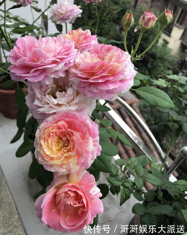 月季出现僵苗怎么办3个简单小方法,新芽花苞蹭蹭冒,开花99朵