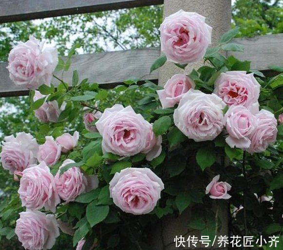 光合作用|月季叶片夏季掉光成“光杆”，不用着急，用这“四招”拯救它