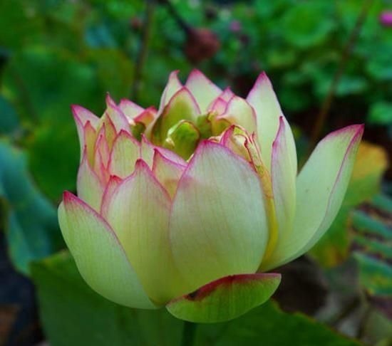 重瓣花中的佼佼者,3种特殊的复色花,开花后实在惊艳夺目