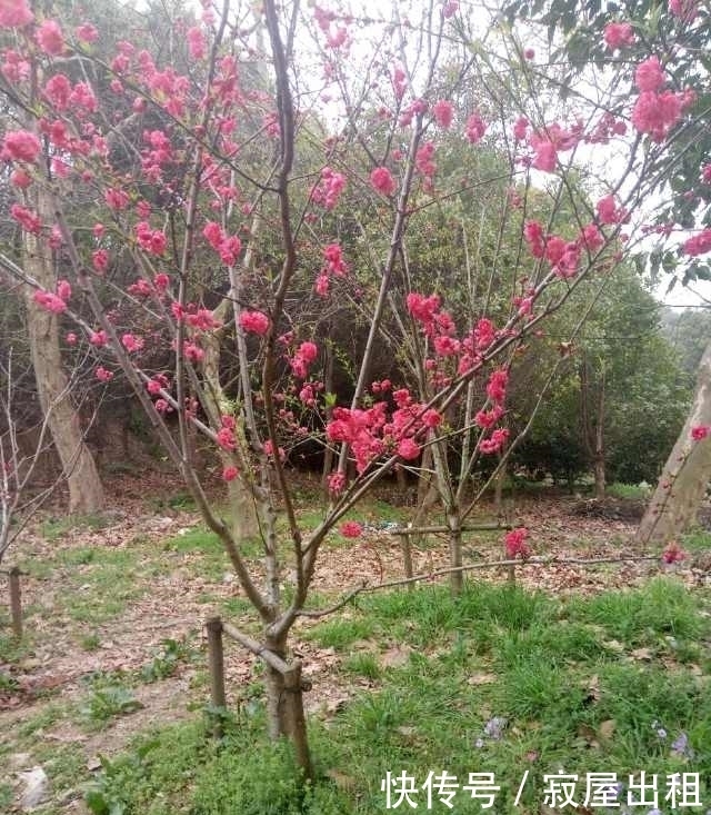 一树一树的花开，你是人间的四月天