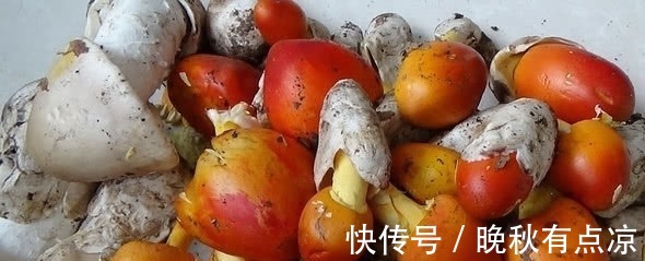 野味|现在农村都不常见的几种野味！你们吃过几种？说全吃过的算我输！