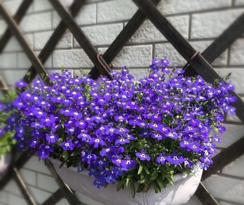 观赏|春暖花开来养花,六倍利这样养,花开爆盆长观赏