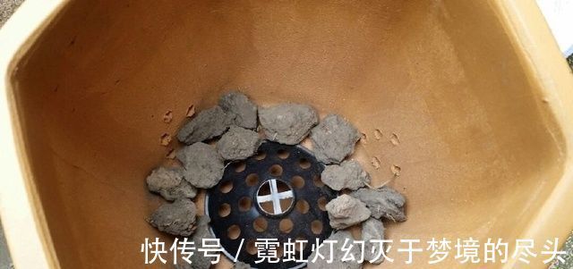 爆盆|捡点它垫在盆底,兰花养20年不烂根,盆栽兰花根肥壮撑爆盆