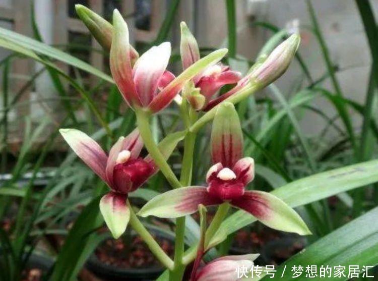  花量超大的花卉，一次爆开1000朵，又美又浪漫