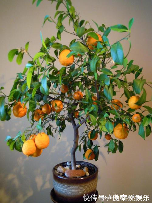 这样养护盆栽橘子树，树茂果多