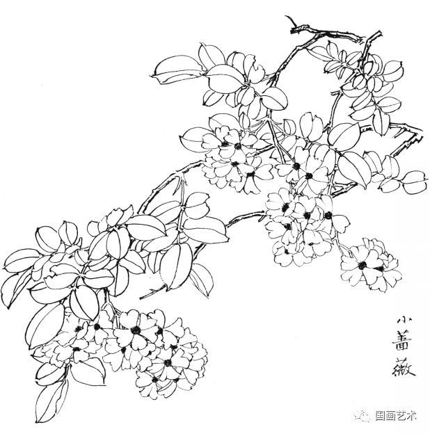  白描|花卉白描图谱选页分享