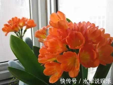 花友们|以下4种花，浇水越多死的越快，花友们要管住手了。