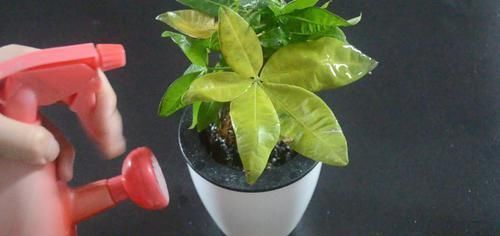 橘子皮|花生壳和橘子皮放在一起,这个用途太实用了,看完尽快提醒家里人