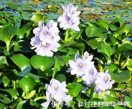 此花宛如一双灵动的眼睛,十分独特奇异,代表着至死不渝的爱