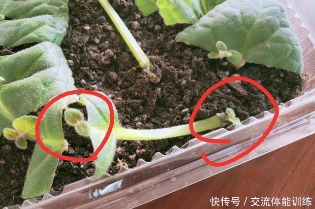 1种花每年开180天,叶子“剁碎”撒盆里,开花比牡丹还大气!