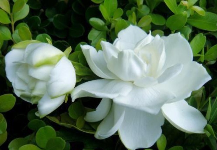 盆底|3种“垃圾”垫盆底,不黄叶烂根,1年四季叶子油绿,花开爆盆!