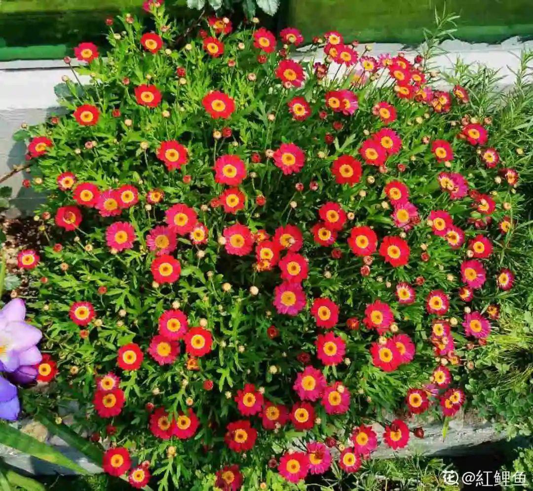 蓝目菊|蓝雪花妥妥的开花机器，花量大、花期长，让人不得不爱