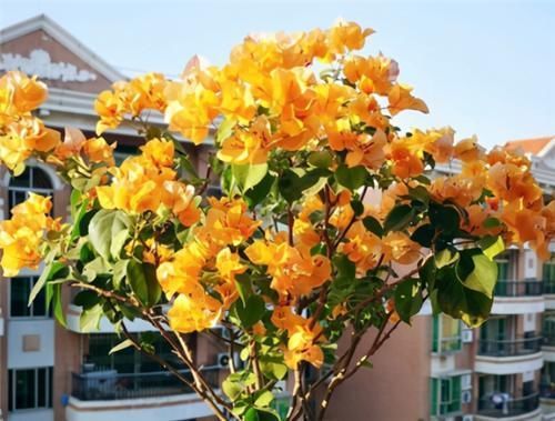 冬天|冬天养三角梅,3点做到位,年年开花,不愁没花赏