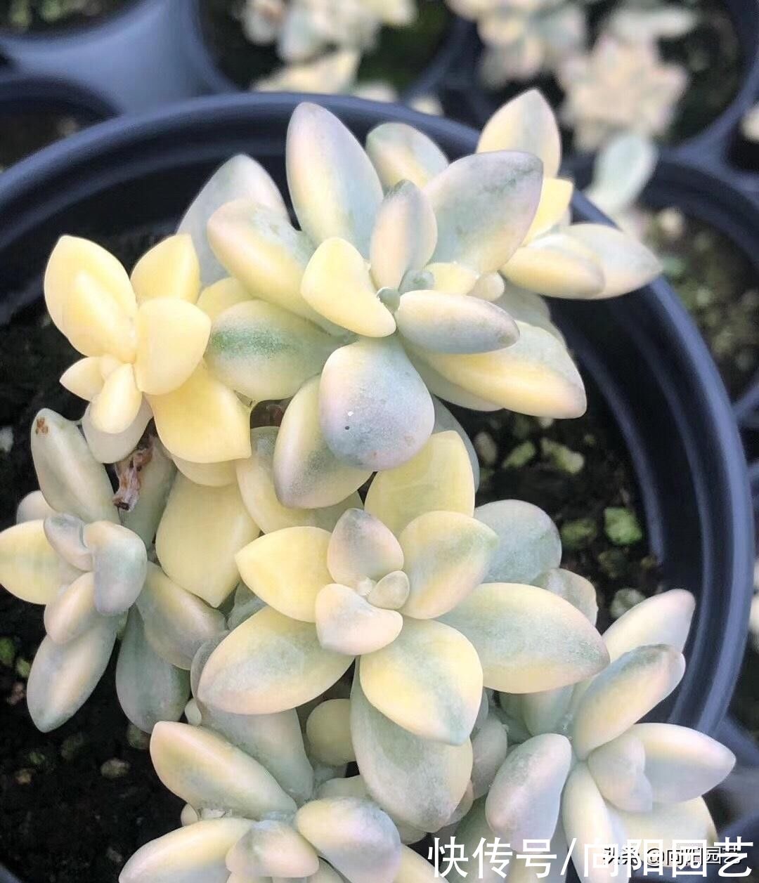 日照|价格昂贵的美杏锦，现在人人买得起，十几块1棵，价格超便宜