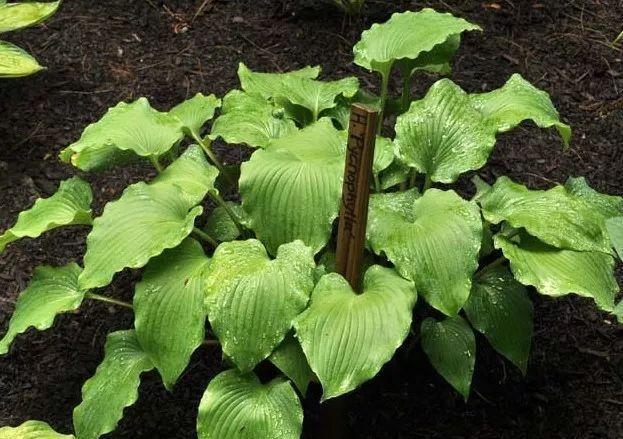 史上最耐阴的花,越阴凉越长得旺,绿萝虎皮兰靠边站