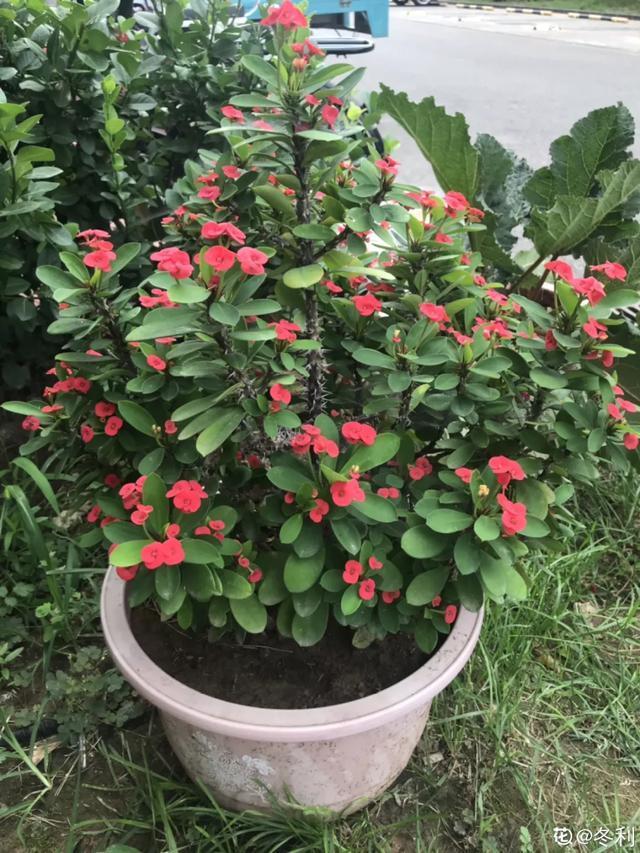想要家里四季花开,这20种花,连续能开300天,完全不歇气