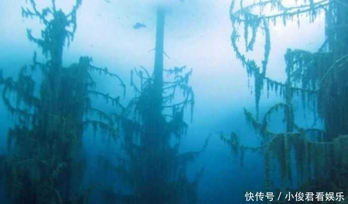 蒙山|你绝对没有见过倒着长在水里的树