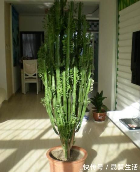 家庭里最适合养4种“大植物”,不仅是“天然造氧机”,还好活!