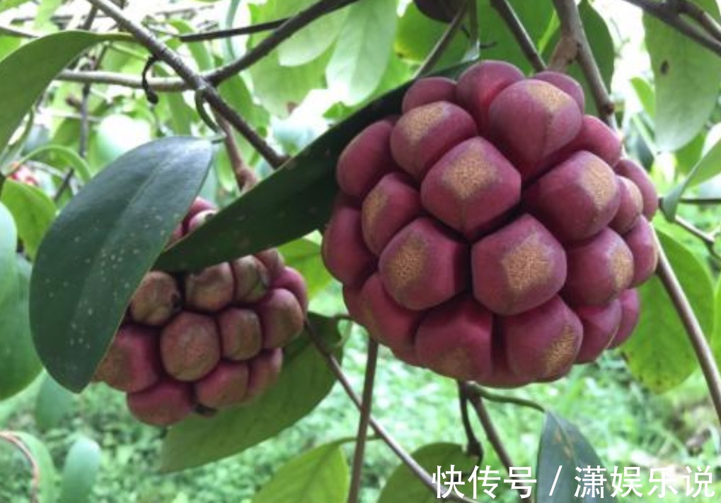 布福娜|女性不想子宫早衰，此果每天吃两个，滋养卵巢，妇科疾病不再扰！