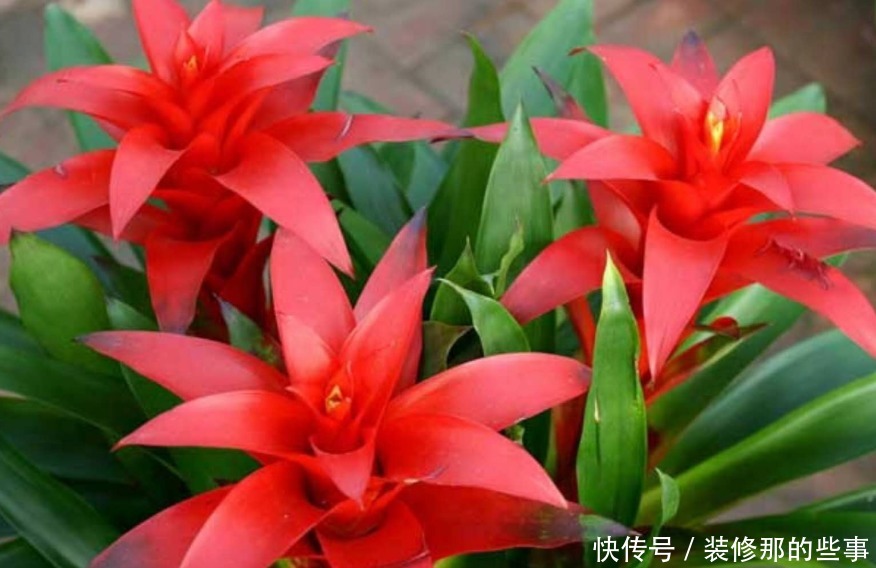 4种花好养又漂亮,从冬天一直开到春天,阵阵花香,花朵大!