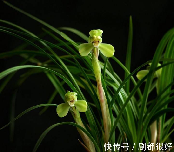 兰科兰|春兰什么时候开花,春兰花期前这样养护能够花开爆满盆