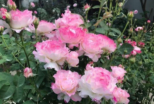 4种月季花比玫瑰漂亮100倍,全年开花不断,花大多又艳,值得拥有