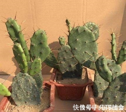 叶仙|成功将仙人球叶仙嫁接一起，成品非常漂亮，园艺家出千元购买