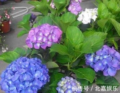 养花|养花就养3种“醋坛子”，10天喝点“酸水”，花儿爆盆一串串